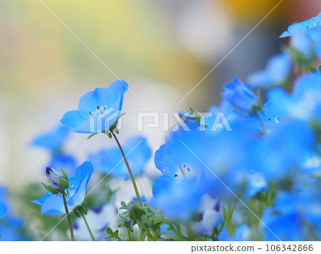Nemophila藍色花 Nemophila藍色花 106342866