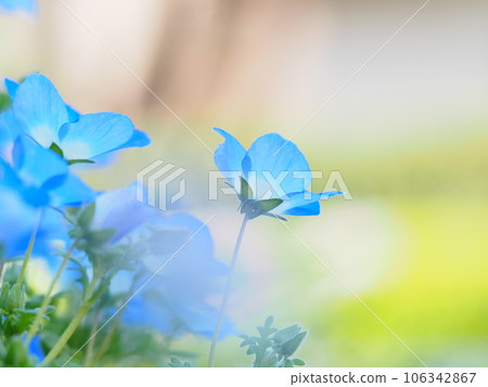 Nemophila藍色花 Nemophila藍色花 106342867