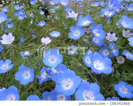 Nemophila藍色花 Nemophila藍色花 106342868