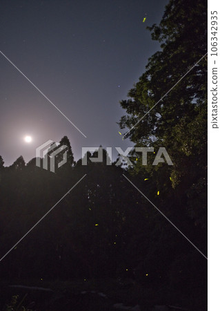 firefly and moon 106342935