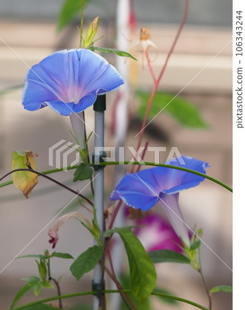 牽牛花藍色花 牽牛花藍色花 106343244