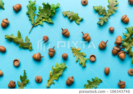 Branch with green oak tree leaves and acorns on colored background, close up top view Branch with green oak tree leaves and acorns on colored background, close up top view 106343748
