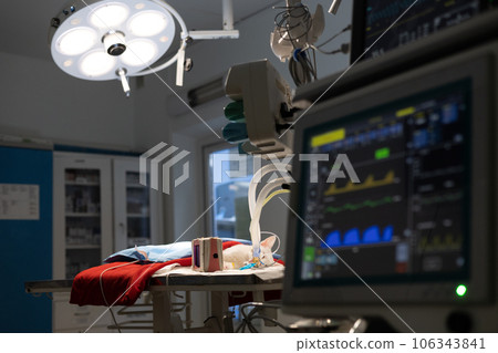 After the end of the operation in surgery, a cat lies on the table connected to a gas anesthesia machine. In dark surgery, under the light of a lamp, a cat lies on the table under a red blanket. 106343841