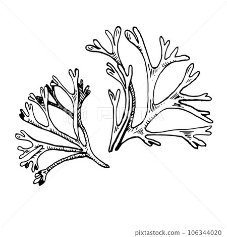 Sea plant ink hand drawn illustration isolated on white background. Codium single, helpful seaweed black white line vector. Design element for package, label, wrapping, marine collection 106344020