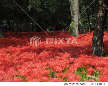 科馬河上盛開的曼珠沙吉 106344031