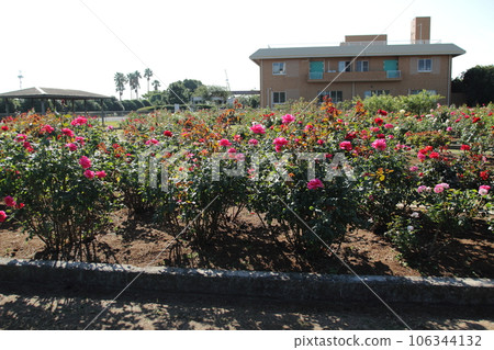 Arao City Ominous Citizen Flower Bed Rose Flower, 106344132