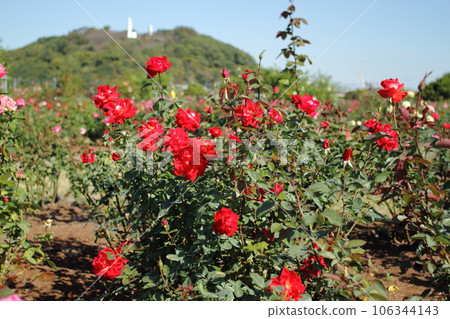 Arao City Ominous Citizen Flower Bed Rose Flower, 106344143