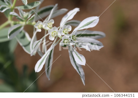 Snowdrop flowers with green leaves with white fringes and white florets blooming in a summer garden Snowdrop flowers with green leaves with white fringes and white florets blooming in a summer garden 106344151