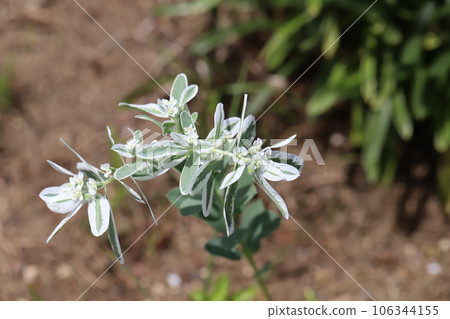 Snowdrop flowers with green leaves with white fringes and white florets blooming in a summer garden Snowdrop flowers with green leaves with white fringes and white florets blooming in a summer garden 106344155