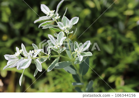 夏季花園中盛開的雪花蓮花,綠葉,白色邊緣和白色小花 夏季花園中盛開的雪花蓮花,綠葉,白色邊緣和白色小花 106344156