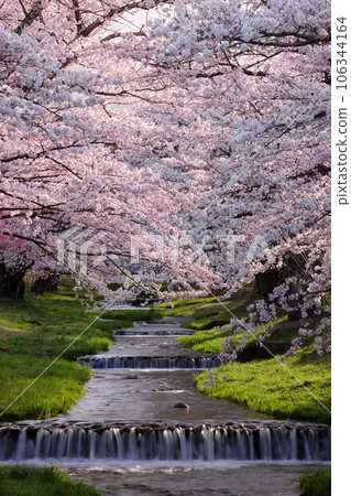 Kawageta, Inawashiro-cho, Yama-gun, Fukushima Prefecture Somei-Yoshino cherry blossom trees line both sides of the Kannonji River in the early morning, forming a tunnel Kawageta, Inawashiro-cho, Yama-gun, Fukushima Prefecture Somei-Yoshino cherry blossom trees line both sides of the Kannonji River in the early morning, forming a tunnel 106344164
