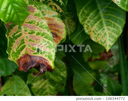 Brown spotted and yellow damage by anthracnose on the green leaf of Robusta coffee plant tree, Plant diseases that damage agriculture 106344772