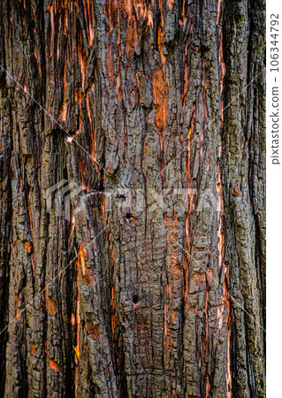 Burnt bark of sequoia, close up. 106344792