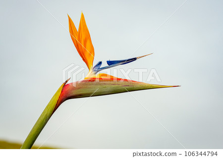 Strelitzia reginae, Bird of Paradise flower 106344794