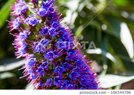 Purple flower in California - Pride of Madeira Purple flower in California - Pride of Madeira 106344796