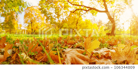 Close-up panoramic view of the lawn with colourful leaves in autumnal park. Close-up panoramic view of the lawn with colourful leaves in autumnal park. 106344809
