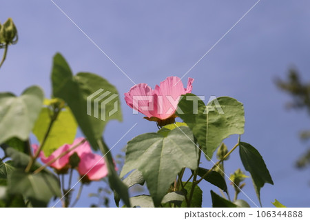 How the pink hibiscus blooming in the summer garden shines in the blue sky 106344888