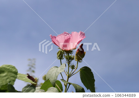 夏日花園裡盛開的粉紅芙蓉如何在藍天上熠熠生輝 106344889