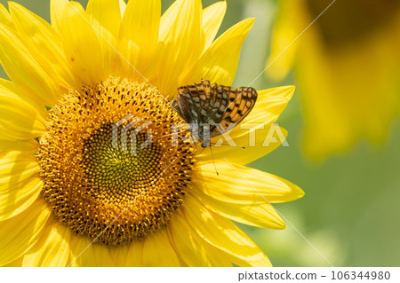 向日葵和蝴蝶 向日葵和蝴蝶 106344980