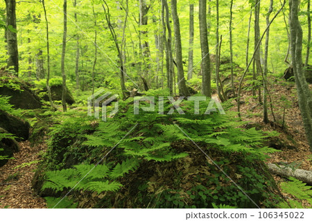 Ferns growing on rocks and a deep green forest, Dakedai Nature Observation Forest 106345022