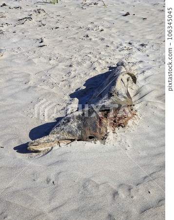 Dead Dolphin on a beach in County Donegal, Ireland Dead Dolphin on a beach in County Donegal, Ireland 106345045