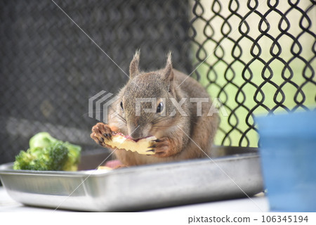 squirrel eating rice squirrel eating rice 106345194