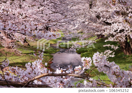 福島縣山郡豬苗代町川下市 觀音寺川兩岸染井吉野櫻花樹形成隧道 106345252