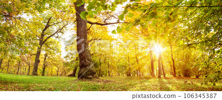 Panoramic background of the scenic view on the autumnal park. Panoramic background of the scenic view on the autumnal park. 106345387