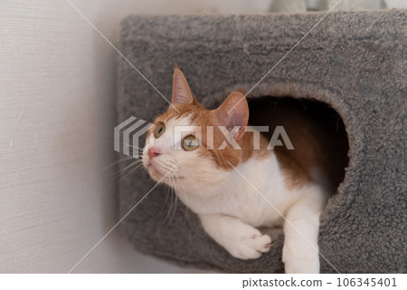 A cat sticking its head out of the cat tower Brown tiger white A cat sticking its head out of the cat tower Brown tiger white 106345401