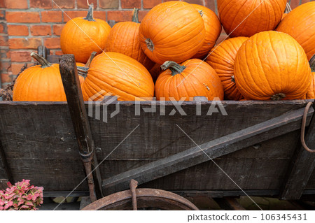 Pile of many ripe orange bright pumpkins on old wooden cart carriage against brick wall at pumpkin farm yard. Halloween thanksgiving celebration symbol plant. Country rustic squash autumn background Pile of many ripe orange bright pumpkins on old wooden cart carriage against brick wall at pumpkin farm yard. Halloween thanksgiving celebration symbol plant. Country rustic squash autumn background 106345431