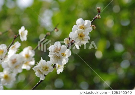 white plum blossom 106345540