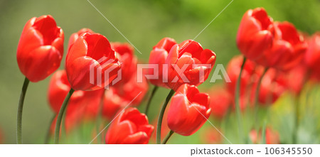 Red tulips growing in a garden in springtime 106345550