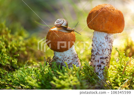Edible mushrooms in a forest 106345599