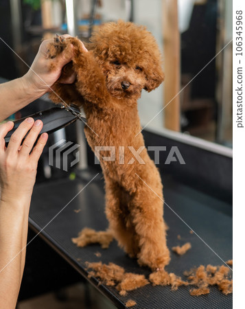 Woman trimming toy poodle with electric razor in grooming salon. Woman trimming toy poodle with electric razor in grooming salon. 106345968