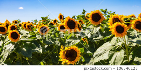 Sunflowers in a field during a sunny blue sky day. Nature Background 106346123