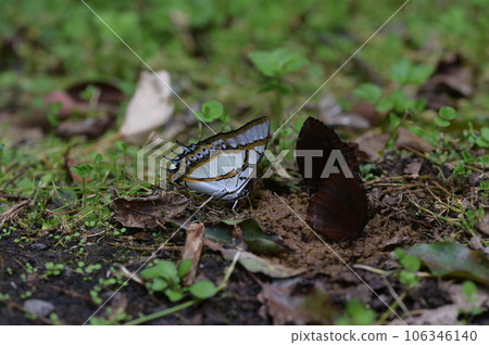 雙尾蛺蝶（Polyura eudamippus）也稱大二尾蛺蝶、雙尾蝶 106346140