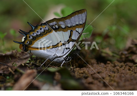 雙尾蛺蝶（Polyura eudamippus）也稱大二尾蛺蝶、雙尾蝶 106346166