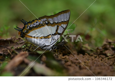 雙尾蛺蝶（Polyura eudamippus）也稱大二尾蛺蝶、雙尾蝶 106346172