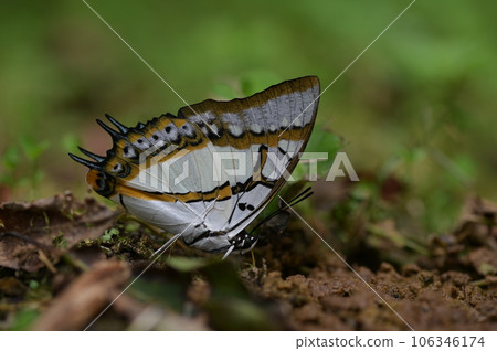 雙尾蛺蝶（Polyura eudamippus）也稱大二尾蛺蝶、雙尾蝶 106346174