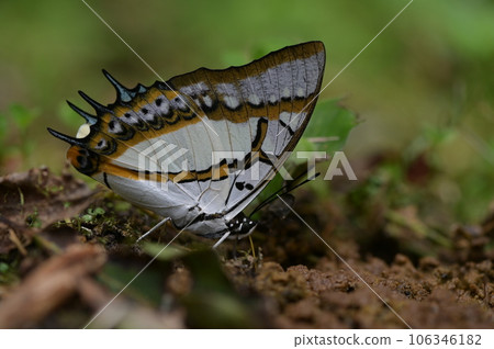 雙尾蛺蝶(Polyura eudamippus)也稱大二尾蛺蝶、雙尾蝶 雙尾蛺蝶(Polyura eudamippus)也稱大二尾蛺蝶、雙尾蝶 106346182