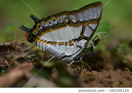 雙尾蛺蝶(Polyura eudamippus)也稱大二尾蛺蝶、雙尾蝶 雙尾蛺蝶(Polyura eudamippus)也稱大二尾蛺蝶、雙尾蝶 106346184
