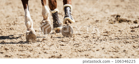 The horse runs on the sandy road the detail of the hooves The horse runs on the sandy road the detail of the hooves 106346225