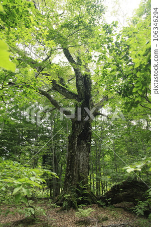 400年樹齡山毛櫸大克台自然觀察教育林 106346294