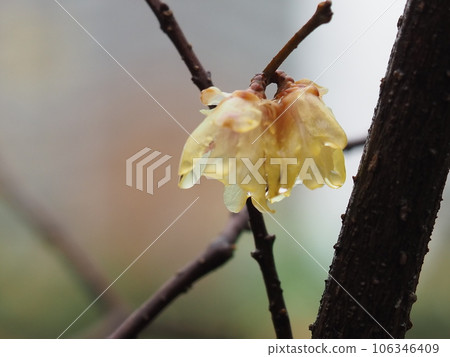 Japanese allspice heralds spring 106346409