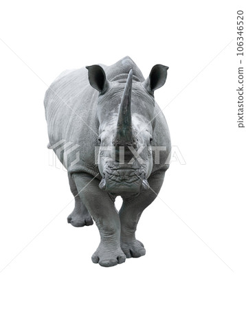 white rhino isolated on white background white rhino isolated on white background 106346520