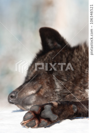 sleeping canadian wolf in the snow sleeping canadian wolf in the snow 106346521