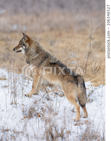 Gray wolf stands against the backdrop of an autumn landscape with snow Gray wolf stands against the backdrop of an autumn landscape with snow 106346527