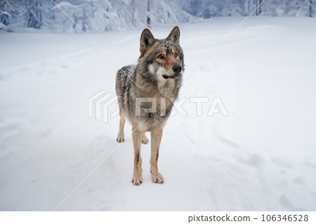 Gray wolf in a clearing of a snowy forest Gray wolf in a clearing of a snowy forest 106346528