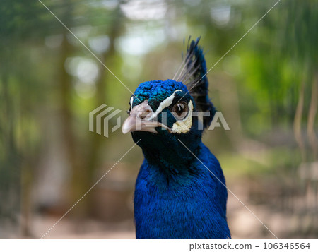 peacock portrait on a beautiful blurred background 106346564