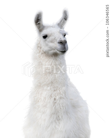 lama portrait isolated on white background lama portrait isolated on white background 106346565